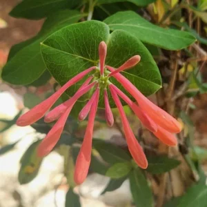 Coral Honeysuckle Vine - Lonicera Sempervirens Plant - 5-7" Tall Fragrant Flowering Vine