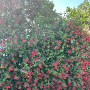 Coral Honeysuckle Vine - Lonicera Sempervirens Plant - 5-7