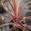 Cordyline Electric Pink Plant Hawaiian Ti Plant 6" Pot - Vibrant Foliage