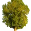 Cottonless Cottonwood Tree - Fast Growing Seedless Shade Tree - 2 to 3 Feet