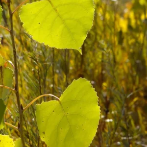 Cottonless Cottonwood Tree - Fast Growing Seedless Shade Tree - 2 to 3 Feet