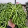 Curly Spider Plant - Houseplant - Easy Care - Air Purifying