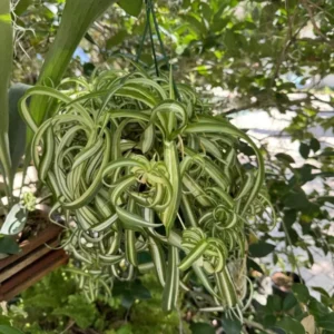 Curly Spider Plant - Houseplant - Easy Care - Air Purifying