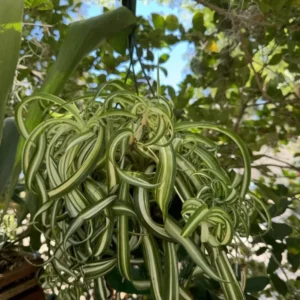 Curly Spider Plant - Houseplant - Easy Care - Air Purifying