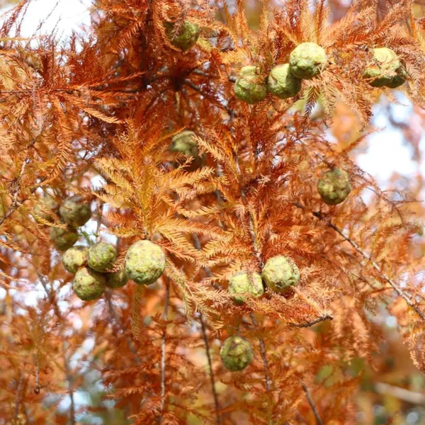 Dawn Redwood Tree - Metasequoia Glyptostroboides - Ornamental Evergreen Tree - Hardy Full Sun