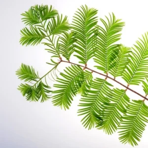 Dawn Redwood Tree - Metasequoia Glyptostroboides - Ornamental Evergreen Tree - Hardy Full Sun