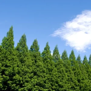 Dawn Redwood Tree - Metasequoia Glyptostroboides - Ornamental Evergreen Tree - Hardy Full Sun