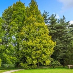 Dawn Redwood Tree - Metasequoia Glyptostroboides - Ornamental Evergreen Tree - Hardy Full Sun