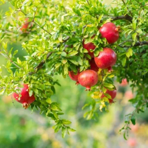 Desertnyi Pomegranate Tree - Fruit Plant - 1 to 2 Feet Tall - 6