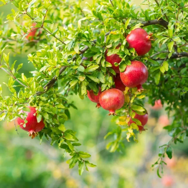 Desertnyi Pomegranate Tree - Fruit Plant - 1 to 2 Feet Tall - 6" Pot