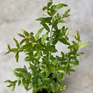 Desertnyi Pomegranate Tree - Fruit Plant - 1 to 2 Feet Tall - 6