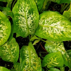 Dieffenbachia Compacta Live Plant - Dumb Cane Houseplant - 7 inch Indoor Plant