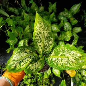 Dieffenbachia Compacta Live Plant - Dumb Cane Houseplant - 7 inch Indoor Plant