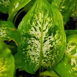 Dieffenbachia Compacta Live Plant - Dumb Cane Houseplant - 7 inch Indoor Plant