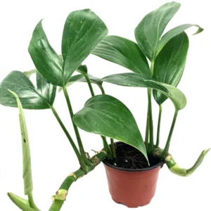 Dragon Tail Plant Rhaphidophora Decursiva 4