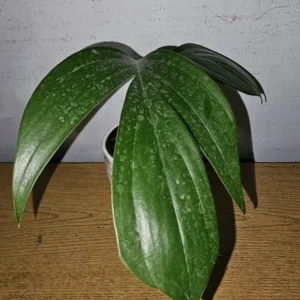 Dragon Tail Plant Rhaphidophora Decursiva 4" Pot Live Plant Climbing Flowering Green