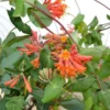 Dropmore Scarlet Honeysuckle Vine 2.5" Pot - Flowering Climbing Plant