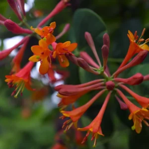 Dropmore Scarlet Honeysuckle Vine 2.5" Pot - Flowering Climbing Plant