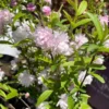 Dwarf Flowering Almond Plant - Rosea Plena - Live Plant - 1ft Tall - 6 Inch Pot