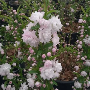 Dwarf Flowering Almond Plant - Rosea Plena - Live Plant - 1ft Tall - 6 Inch Pot