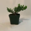 Dwarf Juniper Pre-Bonsai Starter Plant - 3.5 Inch Procumbens Nana - 2 Year Old