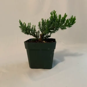 Dwarf Juniper Pre-Bonsai Starter Plant - 3.5 Inch Procumbens Nana - 2 Year Old