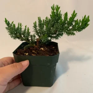 Dwarf Juniper Pre-Bonsai Starter Plant - 3.5 Inch Procumbens Nana - 2 Year Old