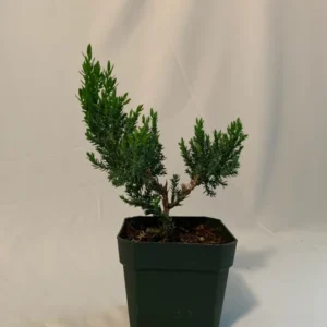 Dwarf Juniper Pre-Bonsai Starter Plant - 3.5 Inch Procumbens Nana - 2 Year Old
