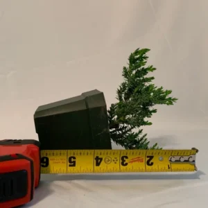 Dwarf Juniper Pre-Bonsai Starter Plant - 3.5 Inch Procumbens Nana - 2 Year Old