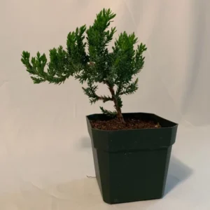 Dwarf Juniper Pre-Bonsai Starter Plant - 3.5 Inch Procumbens Nana - 2 Year Old