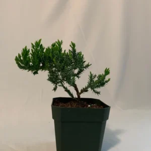 Dwarf Juniper Pre-Bonsai Starter Plant - 3.5 Inch Procumbens Nana - 2 Year Old