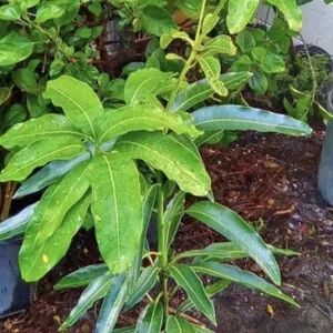 Dwarf Mango Tree - Medium Potted Organic Mango Tree