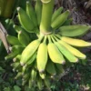 Dwarf Plantain Live Plant - Cooking Plantain - Easy to Grow