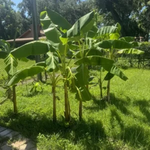 Dwarf Plantain Live Plant - Cooking Plantain - Easy to Grow