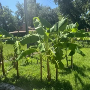 Dwarf Plantain Live Plant - Cooking Plantain - Easy to Grow