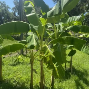Dwarf Plantain Live Plant - Cooking Plantain - Easy to Grow
