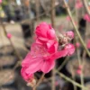 Early Red Flowering Peach Tree - 2-3 Feet Tall - Live Plant