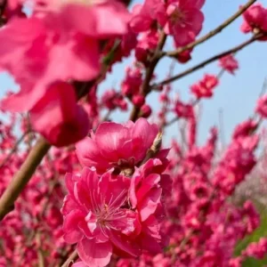 Early Red Flowering Peach Tree - 2-3 Feet Tall - Live Plant