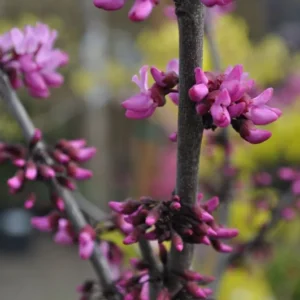 Eastern Redbud Merlot Tree - 3ft Live Plant - Potted