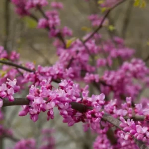 Eastern Redbud Tree - Cercis Canadensis - 2 to 3 ft - Rosy Pink Flowers - Shade Tree