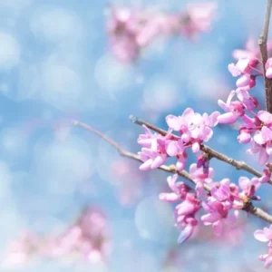 Eastern Redbud Tree - Cercis Canadensis - 2 to 3 ft - Rosy Pink Flowers - Shade Tree