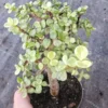 Elephant Bush Portulacaria Afra Variegata Starter Bonsai Live Plant 4 inch Pot