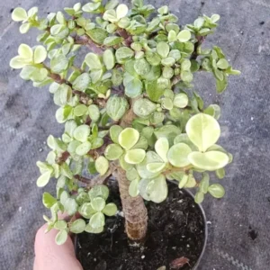 Elephant Bush Portulacaria Afra Variegata Starter Bonsai Live Plant 4 inch Pot