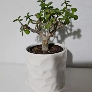 Elephant Bush Portulacaria Afra Variegata Starter Bonsai Live Plant 4 inch Pot