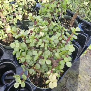 Elephant Bush Portulacaria Afra Variegata Starter Bonsai Live Plant 4 inch Pot