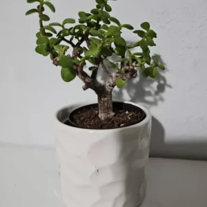 Elephant Bush Portulacaria Afra Variegata Starter Bonsai Live Plant 4 inch Pot