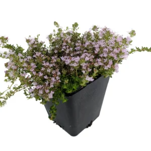 Elfin Thyme Plant - Thymus minus - Live Plant - 3