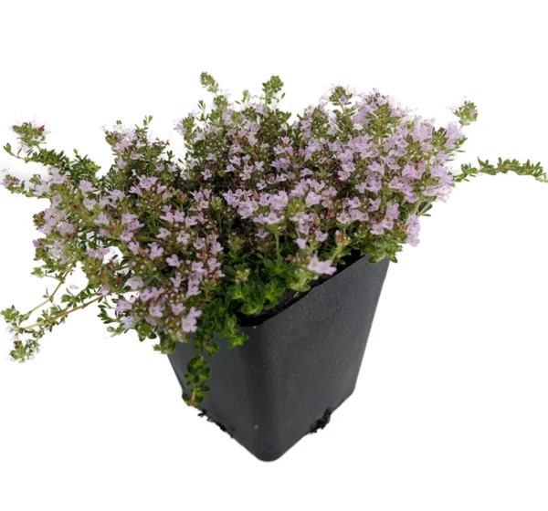 Elfin Thyme Plant - Thymus minus - Live Plant - 3" Pot - Ground Cover