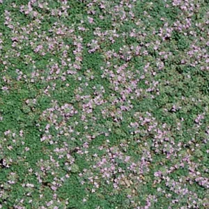 Elfin Thyme Plant - Thymus minus - Live Plant - 3