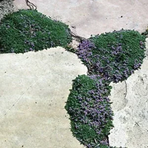 Elfin Thyme Plant - Thymus minus - Live Plant - 3